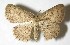  (Semaeopus Janzen267 - 11-SRNP-36236)  @14 [ ] CreativeCommons  Attribution Non-Commercial Share-Alike (2016) Unspecified Guanacaste Dry Forest Conservation Fund