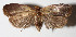  ( - 12-SRNP-35438)  @13 [ ] CreativeCommons  Attribution Non-Commercial Share-Alike (2016) Unspecified Guanacaste Dry Forest Conservation Fund