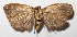  ( - 12-SRNP-35438)  @13 [ ] CreativeCommons  Attribution Non-Commercial Share-Alike (2016) Unspecified Guanacaste Dry Forest Conservation Fund