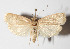  (Anadasmus Janzen3327 - 12-SRNP-44582)  @14 [ ] CreativeCommons  Attribution Non-Commercial Share-Alike (2016) Unspecified Guanacaste Dry Forest Conservation Fund
