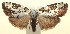  ( - 13-SRNP-102966)  @13 [ ] CreativeCommons - Attribution Non-Commercial Share-Alike (2014) Daniel H. Janzen Guanacaste Dry Forest Conservation Fund