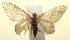  (Idaea BioLep6926 - 13-SRNP-103358)  @13 [ ] CreativeCommons - Attribution Non-Commercial Share-Alike (2014) Daniel H. Janzen Guanacaste Dry Forest Conservation Fund