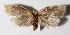  (elachJanzen01 Janzen527 - 13-SRNP-3305)  @14 [ ] CreativeCommons  Attribution Non-Commercial Share-Alike (2016) Unspecified Guanacaste Dry Forest Conservation Fund