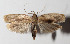  ( - 13-SRNP-41781)  @14 [ ] CreativeCommons  Attribution Non-Commercial Share-Alike (2016) Unspecified Guanacaste Dry Forest Conservation Fund