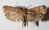  (Anadasmus Janzen25 - 13-SRNP-57706)  @15 [ ] CreativeCommons  Attribution Non-Commercial Share-Alike (2016) Unspecified Guanacaste Dry Forest Conservation Fund