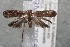  (Glyphidocera BioLep198 - 13-SRNP-67956)  @14 [ ] CreativeCommons - Attribution Non-Commercial Share-Alike (2014) Daniel H. Janzen Guanacaste Dry Forest Conservation Fund