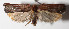  (Antaeotricha BioLep31 - 14-SRNP-2204)  @14 [ ] CreativeCommons  Attribution Non-Commercial Share-Alike (2016) Unspecified Guanacaste Dry Forest Conservation Fund