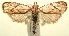  (Machimia crucifera - 12-SRNP-105341)  @14 [ ] CreativeCommons - Attribution Non-Commercial Share-Alike (2014) Daniel H. Janzen Guanacaste Dry Forest Conservation Fund
