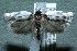  ( - 12-SRNP-44056)  @14 [ ] CreativeCommons  Attribution Non-Commercial Share-Alike (2017) Daniel H. Janzen Guanacaste Dry Forest Conservation Fund