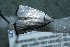  ( - 12-SRNP-44455)  @13 [ ] CreativeCommons  Attribution Non-Commercial Share-Alike (2017) Daniel H. Janzen Guanacaste Dry Forest Conservation Fund