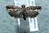  ( - 12-SRNP-5103)  @13 [ ] CreativeCommons  Attribution Non-Commercial Share-Alike (2017) Daniel H. Janzen Guanacaste Dry Forest Conservation Fund