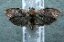  ( - 12-SRNP-5530)  @14 [ ] CreativeCommons  Attribution Non-Commercial Share-Alike (2017) Daniel H. Janzen Guanacaste Dry Forest Conservation Fund
