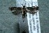  (Dichomeris Janzen528 - 12-SRNP-56284)  @13 [ ] CreativeCommons  Attribution Non-Commercial Share-Alike (2017) Daniel H. Janzen Guanacaste Dry Forest Conservation Fund