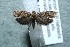 ( - 12-SRNP-56526)  @14 [ ] CreativeCommons  Attribution Non-Commercial Share-Alike (2017) Daniel H. Janzen Guanacaste Dry Forest Conservation Fund