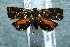  ( - 12-SRNP-5679)  @12 [ ] CreativeCommons  Attribution Non-Commercial Share-Alike (2017) Daniel H. Janzen Guanacaste Dry Forest Conservation Fund