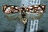  ( - 12-SRNP-85613)  @14 [ ] CreativeCommons  Attribution Non-Commercial Share-Alike (2017) Daniel H. Janzen Guanacaste Dry Forest Conservation Fund