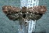  ( - 12-SRNP-85771)  @14 [ ] CreativeCommons  Attribution Non-Commercial Share-Alike (2017) Daniel H. Janzen Guanacaste Dry Forest Conservation Fund