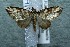  ( - 12-SRNP-85895)  @13 [ ] CreativeCommons  Attribution Non-Commercial Share-Alike (2017) Daniel H. Janzen Guanacaste Dry Forest Conservation Fund