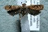  ( - 12-SRNP-86056)  @13 [ ] CreativeCommons  Attribution Non-Commercial Share-Alike (2017) Daniel H. Janzen Guanacaste Dry Forest Conservation Fund