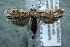  ( - 12-SRNP-86116)  @14 [ ] CreativeCommons  Attribution Non-Commercial Share-Alike (2017) Daniel H. Janzen Guanacaste Dry Forest Conservation Fund
