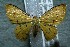  ( - 12-SRNP-86138)  @14 [ ] CreativeCommons  Attribution Non-Commercial Share-Alike (2017) Daniel H. Janzen Guanacaste Dry Forest Conservation Fund