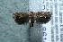  ( - 12-SRNP-86182)  @14 [ ] CreativeCommons  Attribution Non-Commercial Share-Alike (2017) Daniel H. Janzen Guanacaste Dry Forest Conservation Fund