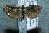  ( - 12-SRNP-86770)  @14 [ ] CreativeCommons  Attribution Non-Commercial Share-Alike (2017) Daniel H. Janzen Guanacaste Dry Forest Conservation Fund