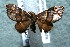  (Psaliodes BioLep135 - 12-SRNP-87198)  @14 [ ] CreativeCommons  Attribution Non-Commercial Share-Alike (2017) Daniel H. Janzen Guanacaste Dry Forest Conservation Fund