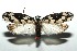  ( - 13-SRNP-100339)  @14 [ ] CreativeCommons  Attribution Non-Commercial Share-Alike (2017) Daniel H. Janzen Guanacaste Dry Forest Conservation Fund