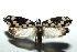  ( - 13-SRNP-100340)  @14 [ ] CreativeCommons  Attribution Non-Commercial Share-Alike (2017) Daniel H. Janzen Guanacaste Dry Forest Conservation Fund