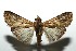  ( - 13-SRNP-100354)  @12 [ ] CreativeCommons  Attribution Non-Commercial Share-Alike (2017) Daniel H. Janzen Guanacaste Dry Forest Conservation Fund