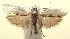  ( - 13-SRNP-100389)  @14 [ ] CreativeCommons  Attribution Non-Commercial Share-Alike (2017) Daniel H. Janzen Guanacaste Dry Forest Conservation Fund
