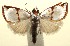  (Argyria BioLep579 - 13-SRNP-100395)  @14 [ ] CreativeCommons  Attribution Non-Commercial Share-Alike (2017) Daniel H. Janzen Guanacaste Dry Forest Conservation Fund