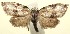  ( - 13-SRNP-100400)  @13 [ ] CreativeCommons  Attribution Non-Commercial Share-Alike (2017) Daniel H. Janzen Guanacaste Dry Forest Conservation Fund