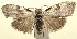  (Callinola BioLep47 - 13-SRNP-100401)  @14 [ ] CreativeCommons  Attribution Non-Commercial Share-Alike (2017) Daniel H. Janzen Guanacaste Dry Forest Conservation Fund