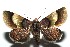  ( - 13-SRNP-100446)  @13 [ ] CreativeCommons  Attribution Non-Commercial Share-Alike (2017) Daniel H. Janzen Guanacaste Dry Forest Conservation Fund