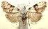  ( - 13-SRNP-100516)  @14 [ ] CreativeCommons  Attribution Non-Commercial Share-Alike (2017) Daniel H. Janzen Guanacaste Dry Forest Conservation Fund