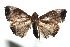  ( - 13-SRNP-100526)  @13 [ ] CreativeCommons  Attribution Non-Commercial Share-Alike (2017) Daniel H. Janzen Guanacaste Dry Forest Conservation Fund