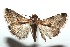  ( - 13-SRNP-100530)  @13 [ ] CreativeCommons  Attribution Non-Commercial Share-Alike (2017) Daniel H. Janzen Guanacaste Dry Forest Conservation Fund