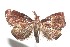  ( - 13-SRNP-100536)  @13 [ ] CreativeCommons  Attribution Non-Commercial Share-Alike (2017) Daniel H. Janzen Guanacaste Dry Forest Conservation Fund