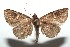  ( - 13-SRNP-100580)  @13 [ ] CreativeCommons  Attribution Non-Commercial Share-Alike (2017) Daniel H. Janzen Guanacaste Dry Forest Conservation Fund