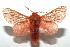  ( - 13-SRNP-100587)  @14 [ ] CreativeCommons  Attribution Non-Commercial Share-Alike (2017) Daniel H. Janzen Guanacaste Dry Forest Conservation Fund