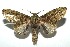  ( - 13-SRNP-100591)  @14 [ ] CreativeCommons  Attribution Non-Commercial Share-Alike (2017) Daniel H. Janzen Guanacaste Dry Forest Conservation Fund