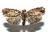  ( - 13-SRNP-100593)  @14 [ ] CreativeCommons  Attribution Non-Commercial Share-Alike (2017) Daniel H. Janzen Guanacaste Dry Forest Conservation Fund