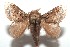  ( - 13-SRNP-100596)  @14 [ ] CreativeCommons  Attribution Non-Commercial Share-Alike (2017) Daniel H. Janzen Guanacaste Dry Forest Conservation Fund