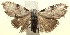  ( - 13-SRNP-100632)  @13 [ ] CreativeCommons  Attribution Non-Commercial Share-Alike (2017) Daniel H. Janzen Guanacaste Dry Forest Conservation Fund