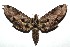 ( - 13-SRNP-100684)  @14 [ ] CreativeCommons  Attribution Non-Commercial Share-Alike (2017) Daniel H. Janzen Guanacaste Dry Forest Conservation Fund