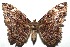  ( - 13-SRNP-100692)  @14 [ ] CreativeCommons  Attribution Non-Commercial Share-Alike (2017) Daniel H. Janzen Guanacaste Dry Forest Conservation Fund