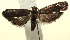  (Glyphidocera fidem - 13-SRNP-100699)  @13 [ ] CreativeCommons  Attribution Non-Commercial Share-Alike (2017) Daniel H. Janzen Guanacaste Dry Forest Conservation Fund
