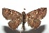  ( - 13-SRNP-100760)  @13 [ ] CreativeCommons  Attribution Non-Commercial Share-Alike (2017) Daniel H. Janzen Guanacaste Dry Forest Conservation Fund